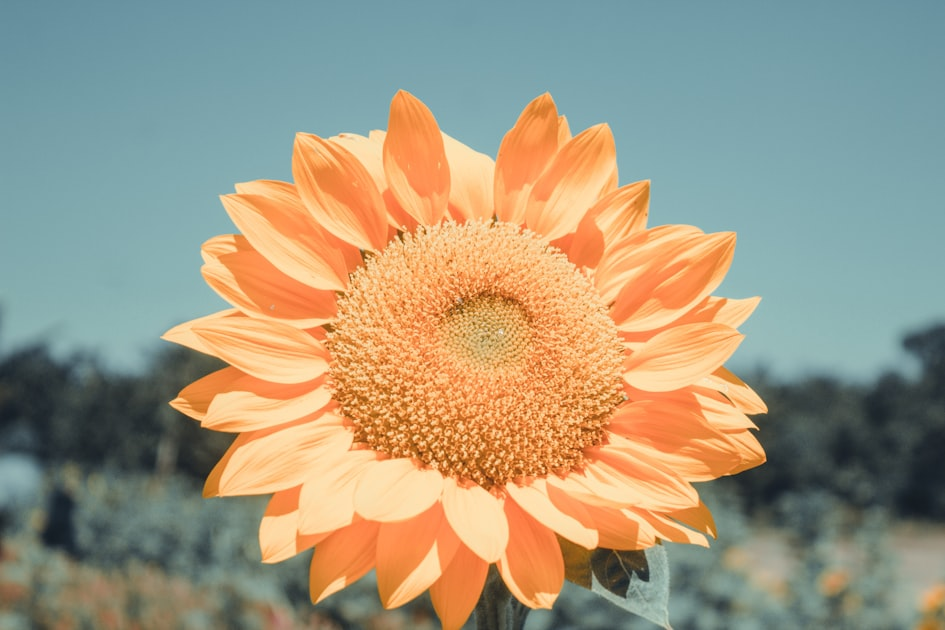 Sunshine in Every Bouquet