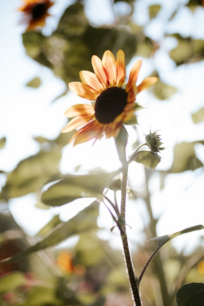Farmers Markets: A Community Celebration