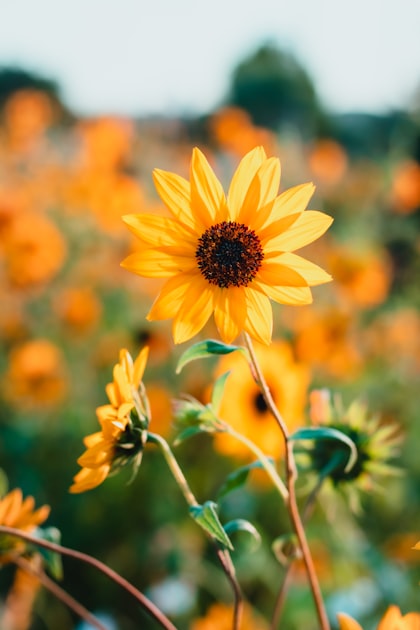 Celebrating Life with Sunflowers